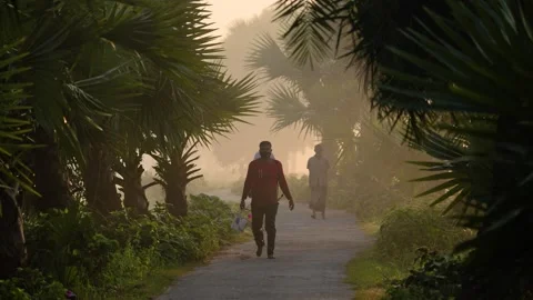 View of people walking on a path lined with palm trees, Bangladesh. Stock Footage 335599627