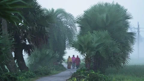 View of people walking on a rural path with palm trees, Bangladesh. Видео 335599709