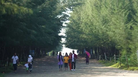 View of people walking through the casuarina forest, Bangladesh. Video stock 335023302