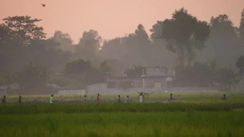 View of people walking through green fields at sunrise, Bangladesh. Video stock 334967891