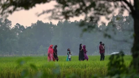 View of people walking through a green paddy field, Bangladesh. Video stock 334968672