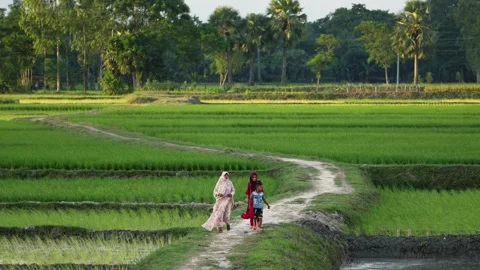 View of people walking through green rice fields in Bangladesh. Stock Footage 334974470