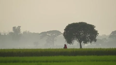 View of people walking through green fields in Bogura, Bangladesh. Video stock 335548762