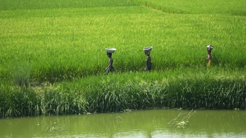 View of people walking through green rice fields, Bangladesh. Video stock 335586149