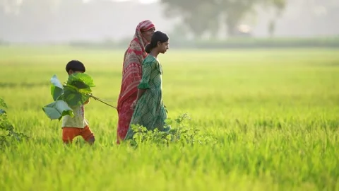 View of people walking through green fields in Bogura, Bangladesh. Stock Footage 335651147