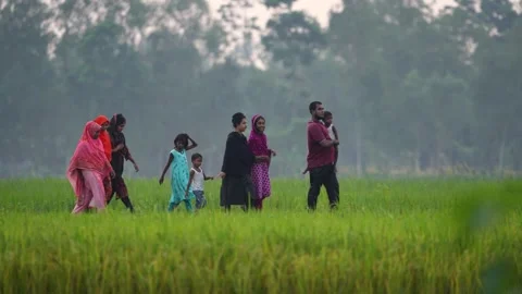 View of people walking through a lush green rice field, Bangladesh. Video stock 334968693