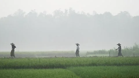 View of people walking through misty fields in Bogura, Bangladesh. 스톡 동영상 335549412