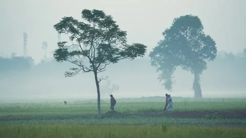 View of people walking through misty green fields in Bangladesh. Stockbeeldmateriaal 335599323