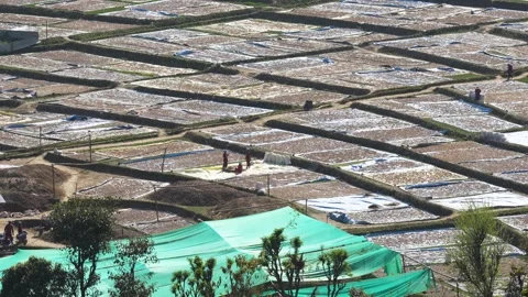 View of people working in agricultural drying fields, Nepal. Vídeos de archivo 335604118