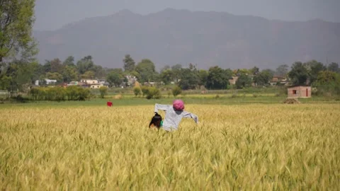 View of people working in a rural field in Dang, Nepal. Video stock 335477556