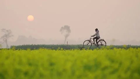 View of a person riding a bicycle through a mustard field, Bangladesh. Stock Footage 335599152