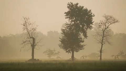 View of a person riding a bicycle through misty trees, Bangladesh. Vídeos de archivo 335619772