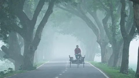 View of a person on a road under a canopy of trees in fog, Bangladesh. Stock Footage 335596565
