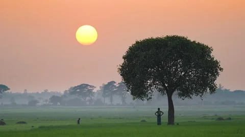 View of a person standing by a tree at sunset in Bogura, Bangladesh. Stock Footage 335554514