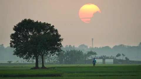 View of a person walking in green fields at sunset, Bangladesh. Video stock 335554188
