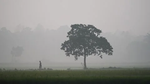 View of a person walking by a lone tree in the fog, Bangladesh. Video stock 335549201