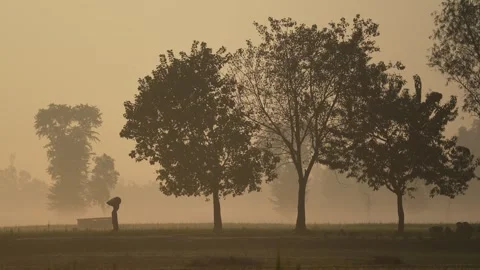 View of a person walking through misty trees at dawn, Bangladesh. Stock Footage 335588181