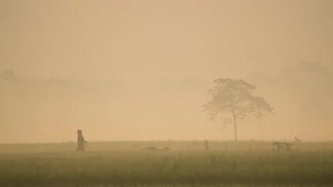 View of a person walking through a misty field in Bogura, Bangladesh. Stock-Footage 335592308