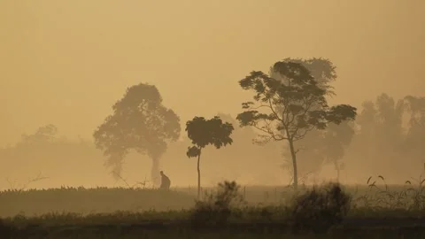 View of a person walking through a misty field, Bangladesh. Stock Footage 335597932