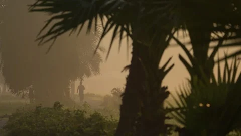 View of a person walking through misty palm trees, Bangladesh. Stock Footage 335599662