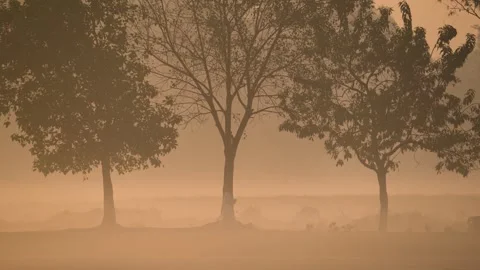View of a person walking through misty trees at sunrise, Bangladesh. Vidéo 335625212