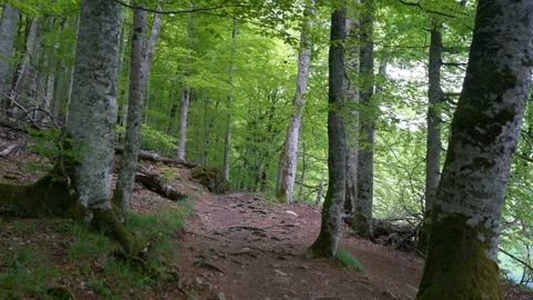 View of a personal perspective walk along the path in the forest Video stock 109341300