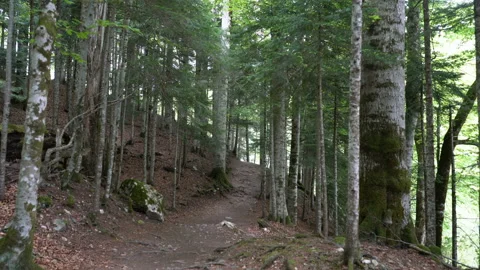 View of a personal perspective walk along the path in the forest Stock Footage 109343775