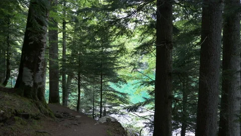 View of a personal perspective walk along the path in the forest Stock Footage 109344597