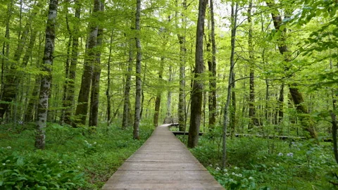 View of a personal perspective walk through the wooden flooring in the forest Stock Footage 109342778