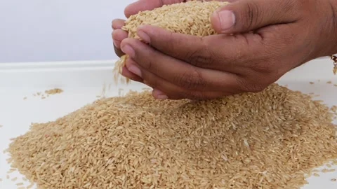 View of picking up brown rice rice from heap with the help of both hands Video stock 147689341