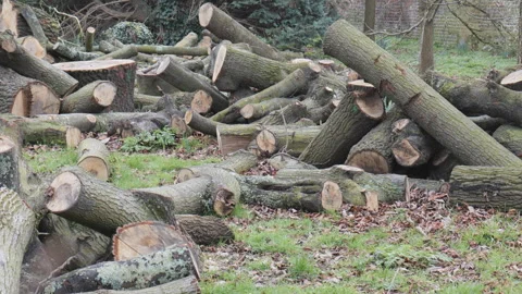 A view of the pieces of logs outdoors. Stock Footage 276712372