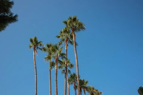 View to the pier and palm tree in Cannes Stock Photos