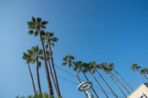 View to the pier and palm tree in Cannes Stock Photos
