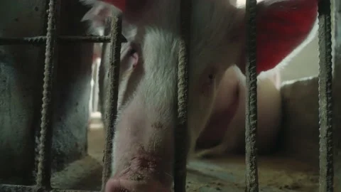 View of a pig farm Stock Footage 172466229
