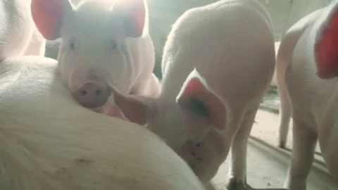 View of a pig farm Stock Footage 172527217