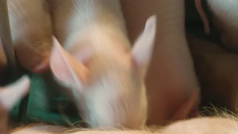 View of a pig farm Stock Footage 172560813