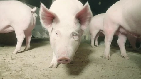 View of a pig farm Stock Footage 172593197