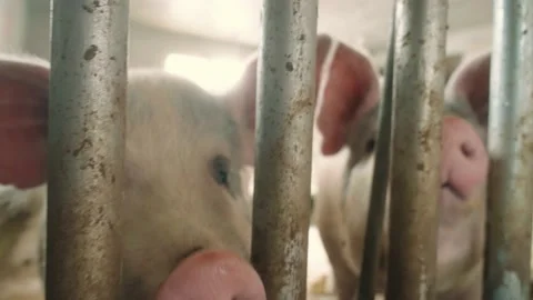 View of a pig farm Stock Footage 173321456