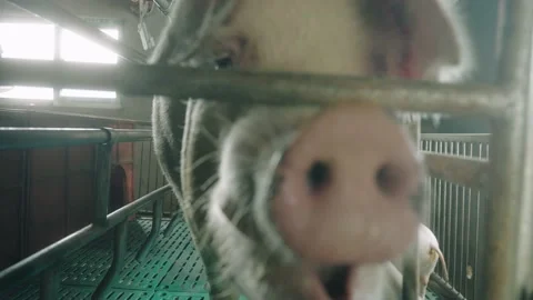 View of a pig farm Stock Footage 192625170