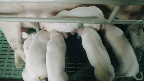View of a pig farm Stock Footage 193195036