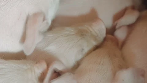 View of a pig farm Stock Footage 194093523