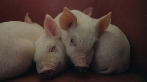 View of a pig farm Stock Footage 194500096