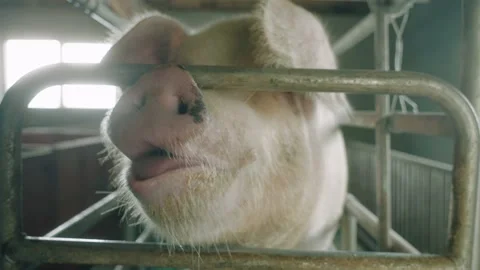 View of a pig farm Stock Footage 194546379