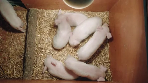 View of a pig farm Vidéo 205583539