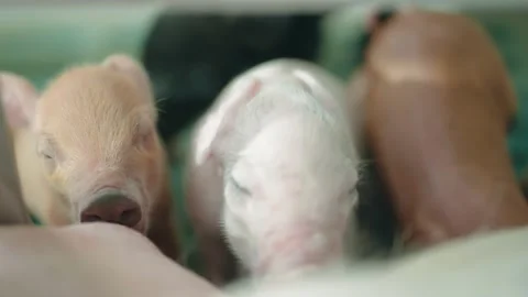 View of a pig farm Stock Footage 205583563