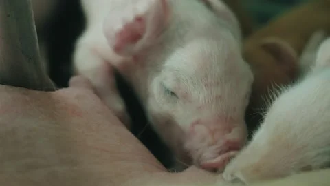 View of a pig farm Stock Footage 205806587