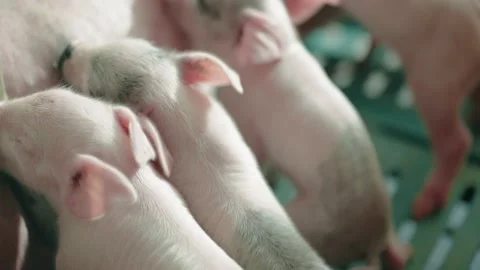 View of a pig farm Stock Footage 206539706