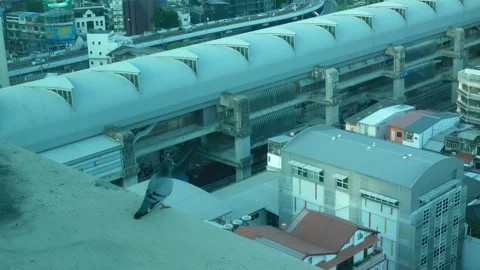 View to the pigeon bird while resting on the edge of the rooftop of the hig.. Stock Footage 249666042