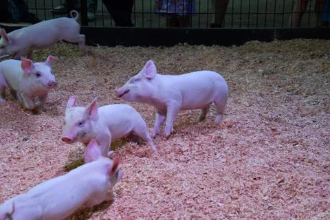 A view of Piglet playing. Stock Photos