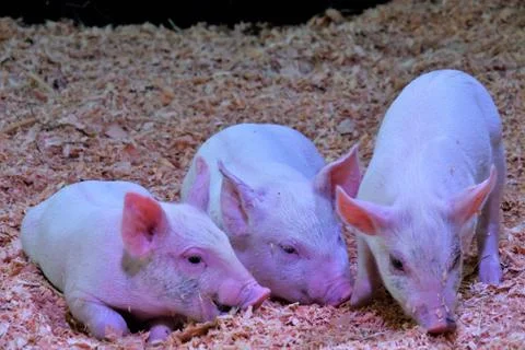 A view of Piglet playing. Stock Photos